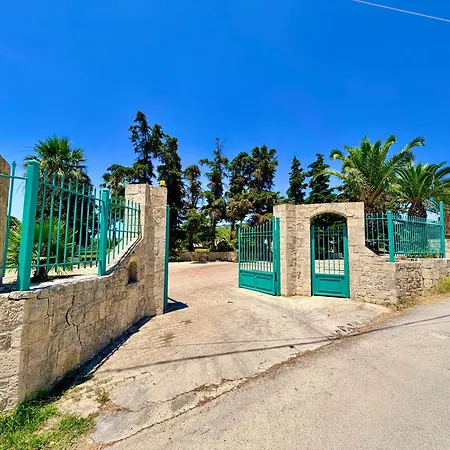 Palm Ammes